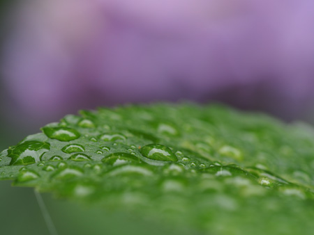 紫陽花
