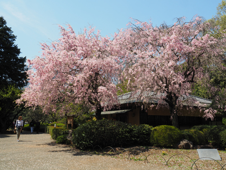枝垂れ桜