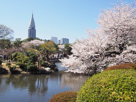 中の池の桜