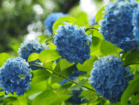 紫陽花