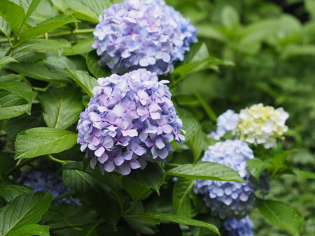 紫陽花