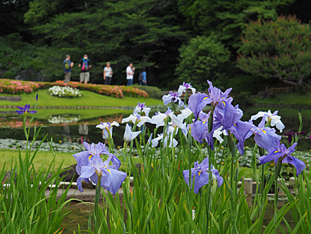 花菖蒲