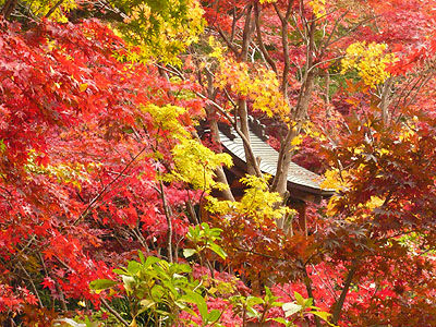 本土寺