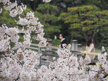 桜4