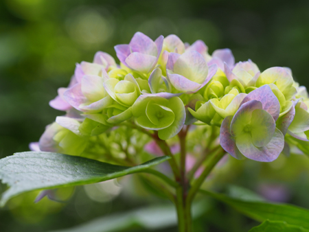 紫陽花