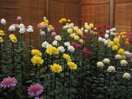 菊