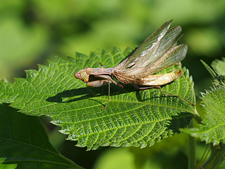 カマキリ