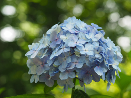 紫陽花