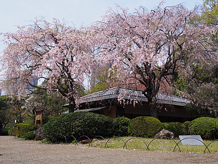 茶室のシダレザクラ