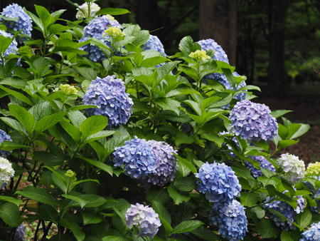 紫陽花