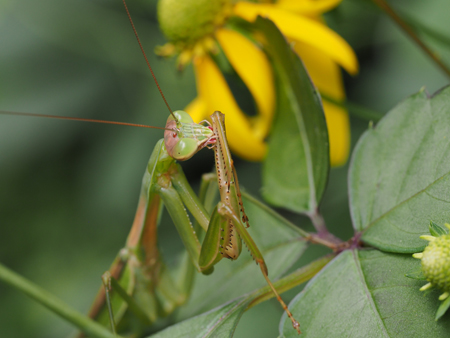 オオカマキリ