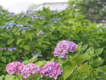 紫陽花