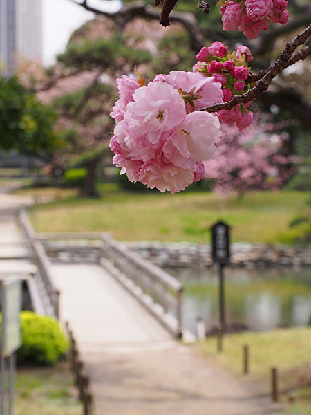 八重桜と橋