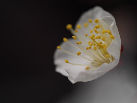 白梅