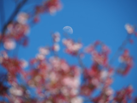 寒桜