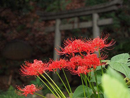 彼岸花