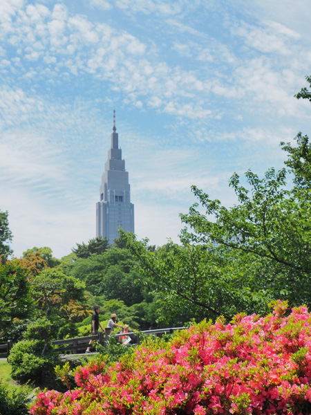 中の池のサツキ