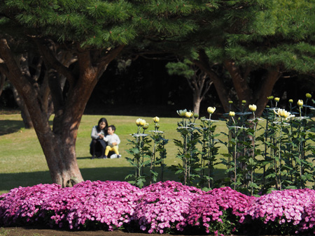 菊