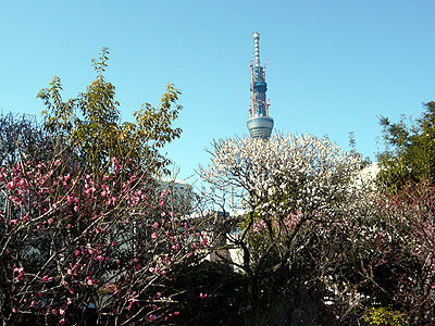 亀戸天神