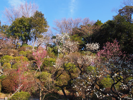 池上梅園
