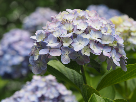 紫陽花