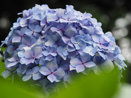 紫陽花
