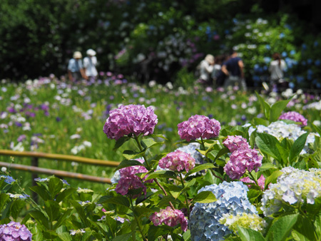 本土寺の紫陽花