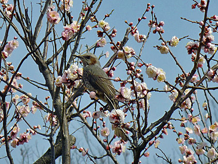 大谷田公園