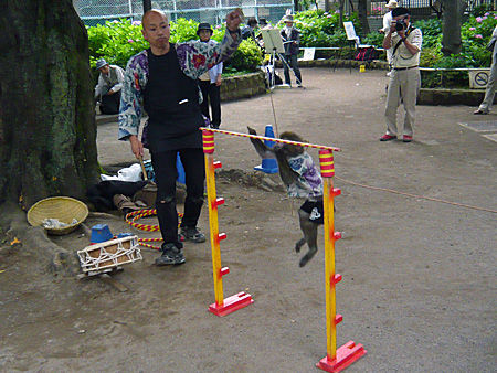 猿回し