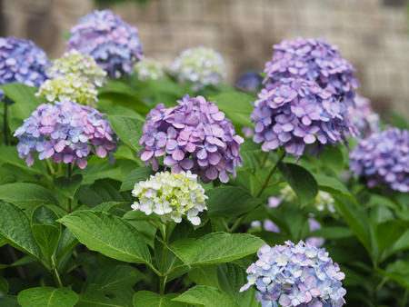 紫陽花