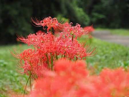 彼岸花