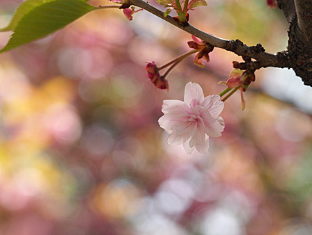 鵯桜?
