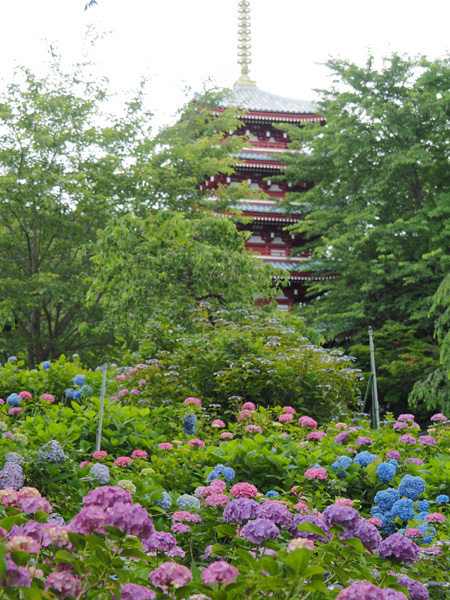 本土寺の紫陽花