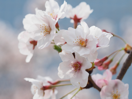桜