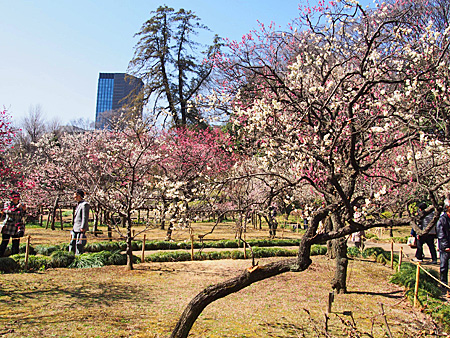 小石川後楽園