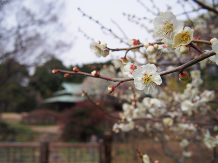 諏訪の茶屋