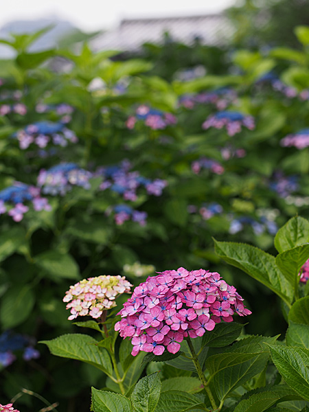 紫陽花