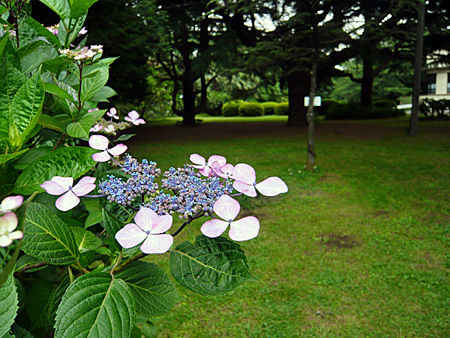 小石川植物園