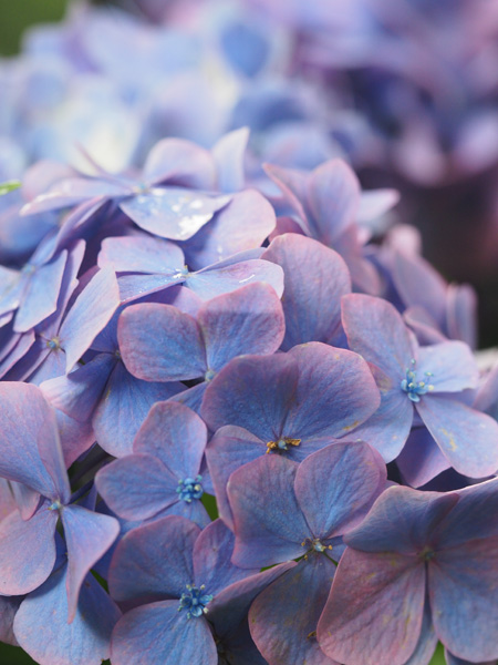 紫陽花