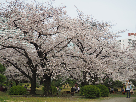 お花見