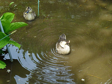 小石川植物園