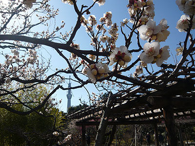向島百花園