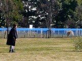 鷹匠とオオタカ