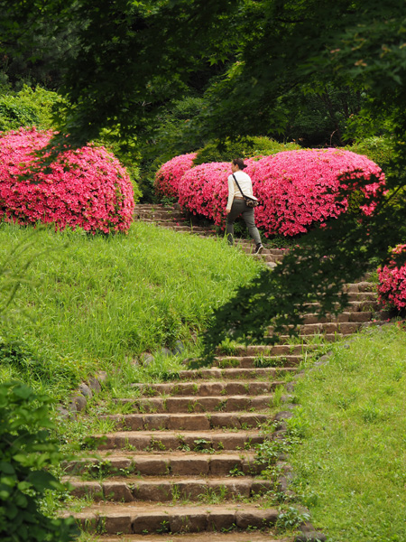 小石川植物園