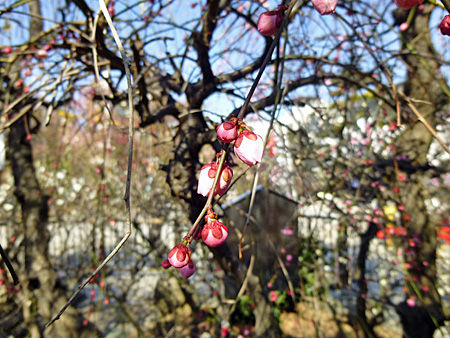 小村井香取神社