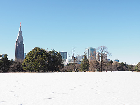 雪原