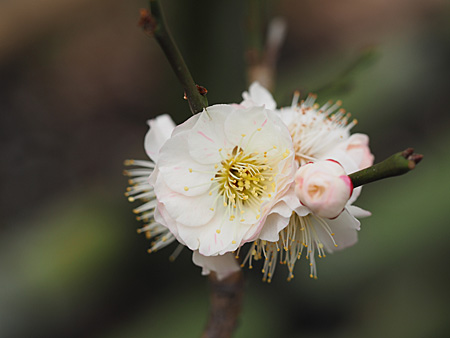 京王百草園