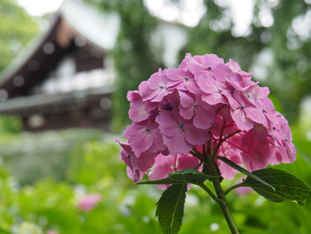 本土寺の紫陽花
