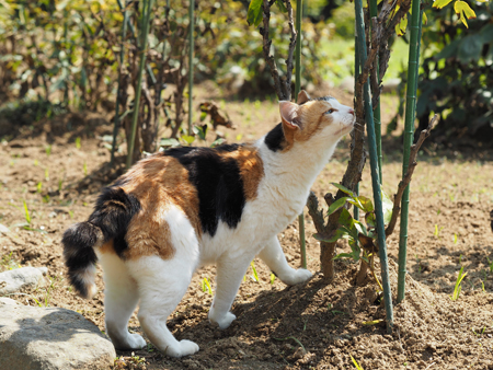 猫