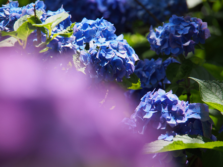 紫陽花